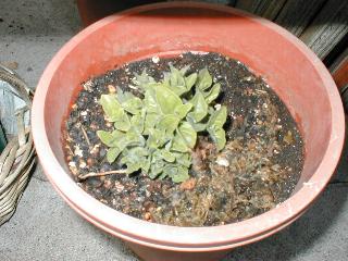 �c���j���W���̉�