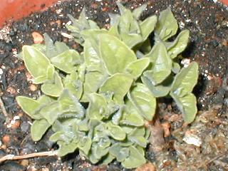 �c���j���W���̉�