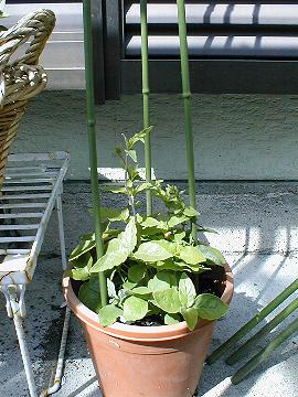 �c���j���W���̉�