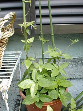 �c���j���W��