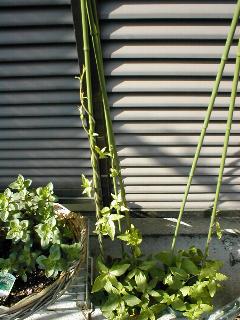 �c���j���W��