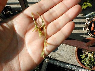 �c���j���W���̓E�c