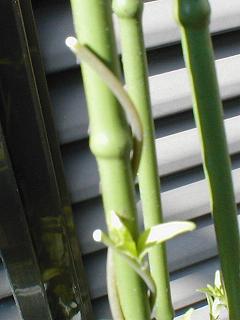 �c���j���W���̓E�c