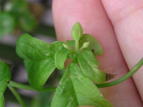 �c���j���W���̂ڂ�