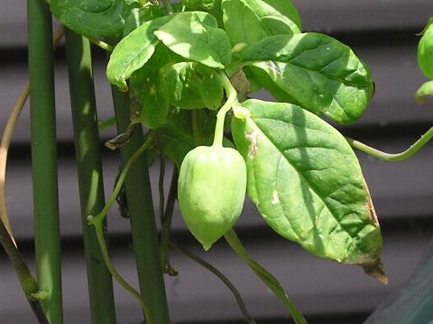 �c���j���W���̂ڂ�