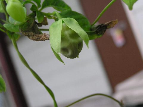 �c���j���W���̂ڂ�