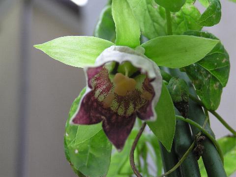 �c���j���W���̉�