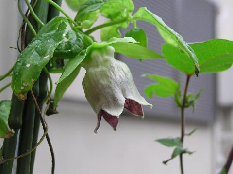 �c���j���W���̉�