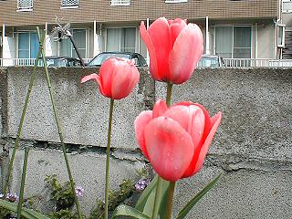 �`���[���b�v