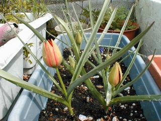 �`���[���b�v�i�n�[�Q���[�j