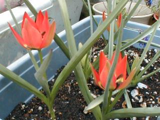 �n�[�Q���[