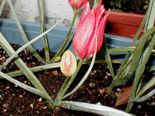 �n�[�Q���[�i�`���[���b�v�j