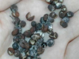 �T���V���E�̎�