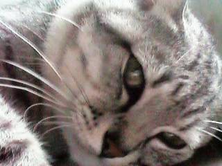 �A���j���C�ȃI���T�}