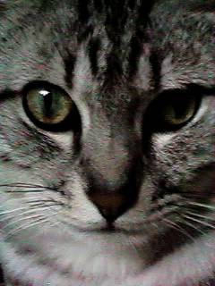 ���Ă���A���̐��񂾓���