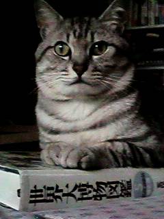 �I���T�}�͑唎���}�ӂɍڂ��Ă���