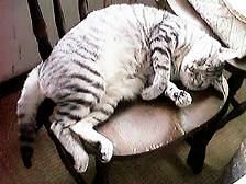 ���C�ɓ���̃C�X�ƃI���T�}