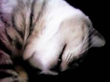 �I���T�}�̍A�͂���育������������