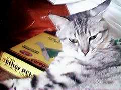 LAN�J�[�h�𖍂ɃC���^�[�l�b�g�̖�������