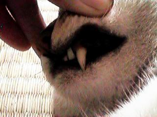 ���̎��ɑ厖�ȉ�