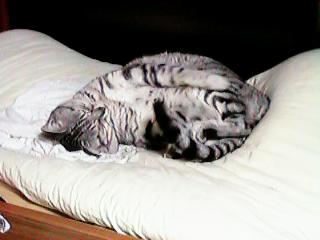 �V�g�̂悤�ȃI���T�}