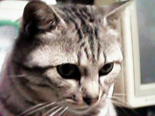 �p�\�R���ƃI���T�}