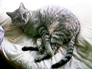 �Ȃ�ł��A��������