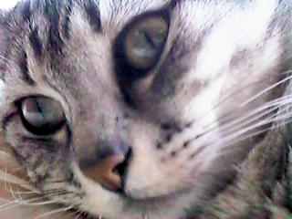 ���v���I���T�}