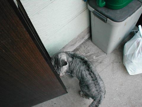 �����̂͂��ł��ł���