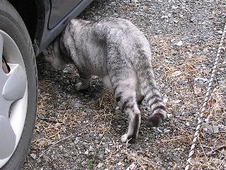 ���ɏo���I���T�}