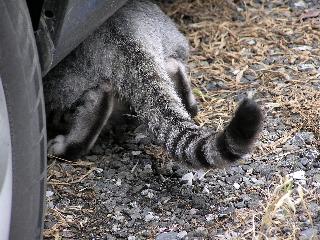 �Ԃ̉���T��