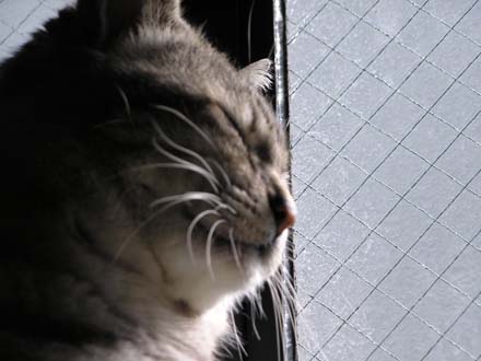 �������܂Ԃ�����