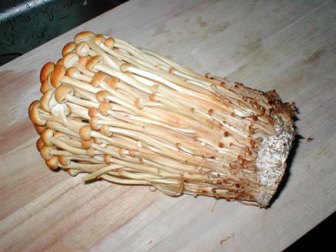 �u���E���G�m�L