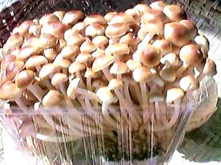 �����̂���