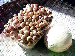 �����̂���