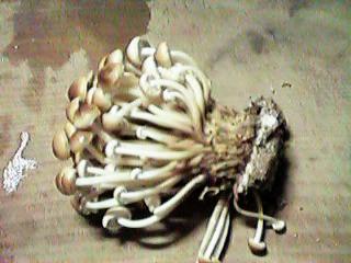 �����̂���