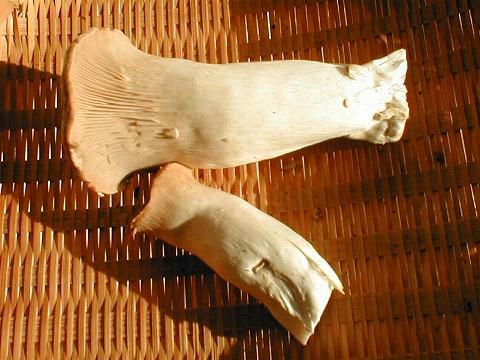 �G�����M