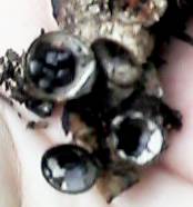 �`���_�C�S�P���̂Q