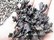 �n���ė���ʃ`���_�C�S�P