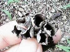 干からびてもチャダイゴケ