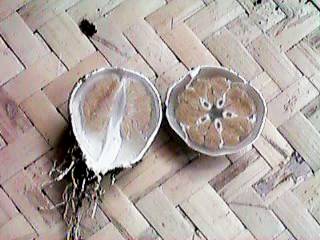 �c�}�~�^�P�̗�