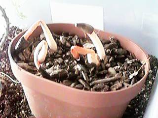 �ނ����^�C�}�c