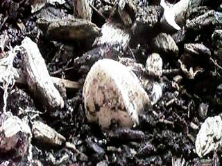 �����������̔����Ԃ��āc�c