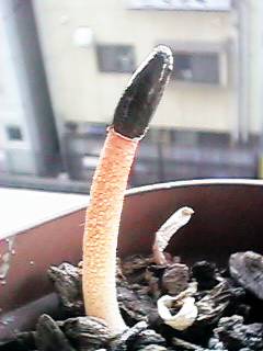 �������Ɨ����オ��z�X�����^�C�}�c