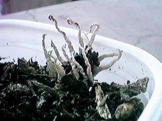 �x���̕���