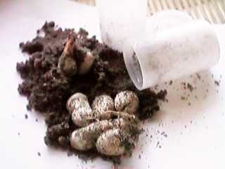 �t�B�����P�[�X����o�Ă����v����