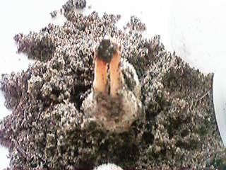 �V�������Q�{�̒�