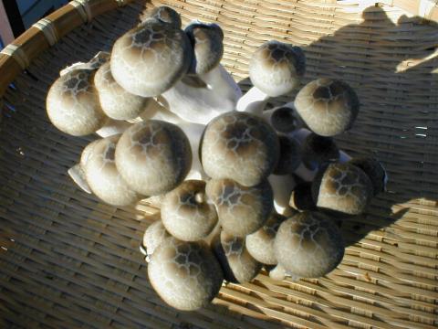 ��܂т����߂�