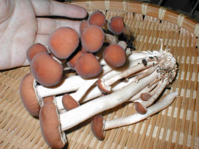 ���i�M�}�c�^�P