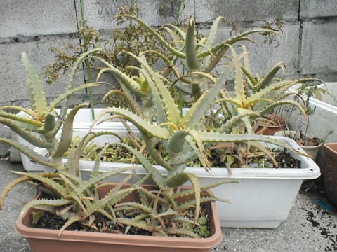 �u��сE���сv��������A���G�̔��A��